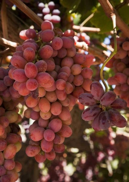 Chile, Colchagua Red grapes on the vine